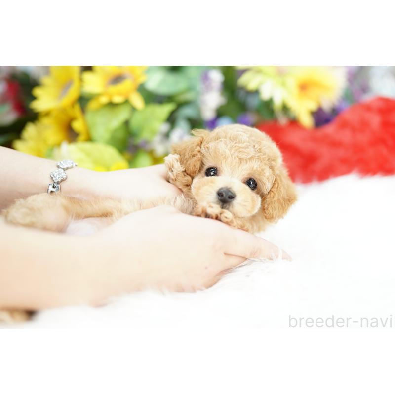 販売中の埼玉県のトイプードル-432112の2枚目