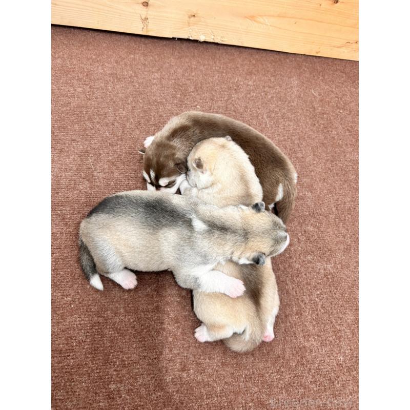 販売中の群馬県のシベリアンハスキー-432115の2枚目