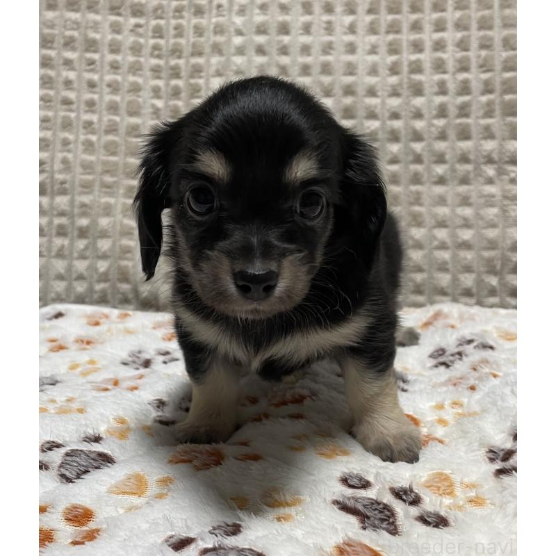 販売中の大阪府のチワックス:チワワ×ミニチュアダックスフンド-432113の9枚目