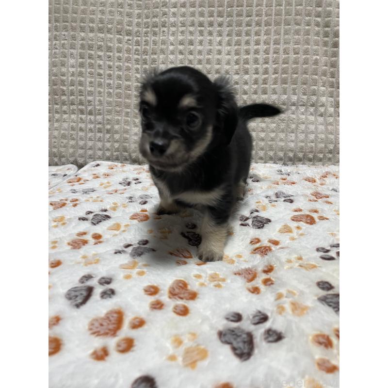 販売中の大阪府のチワックス:チワワ×ミニチュアダックスフンド-432113の8枚目