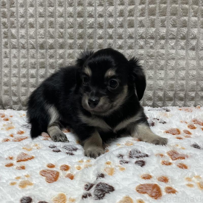 販売中の大阪府のチワックス:チワワ×ミニチュアダックスフンド-432113の7枚目