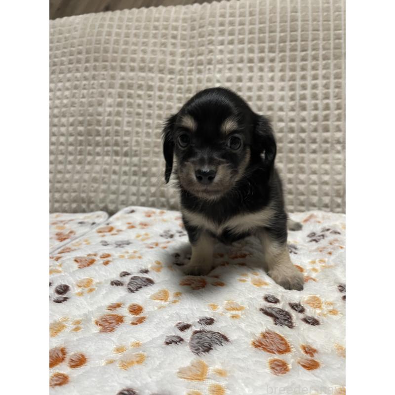 販売中の大阪府のチワックス:チワワ×ミニチュアダックスフンド-432113の6枚目