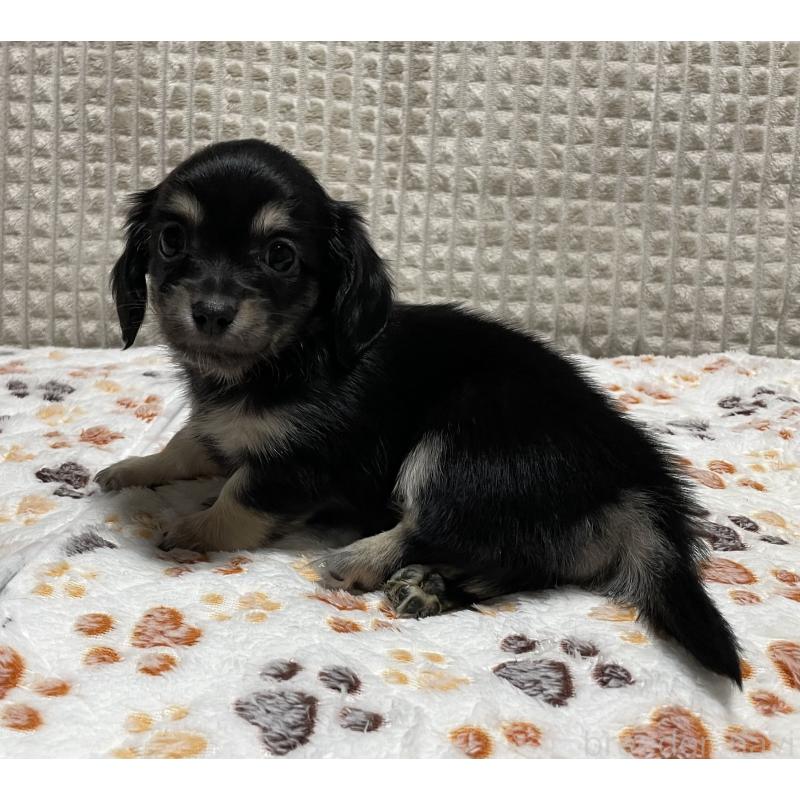 販売中の大阪府のチワックス:チワワ×ミニチュアダックスフンド-432113の5枚目