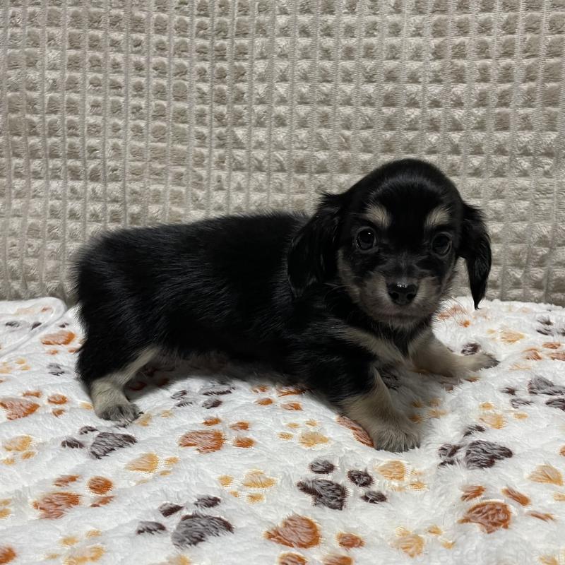 販売中の大阪府のチワックス:チワワ×ミニチュアダックスフンド-432113の4枚目