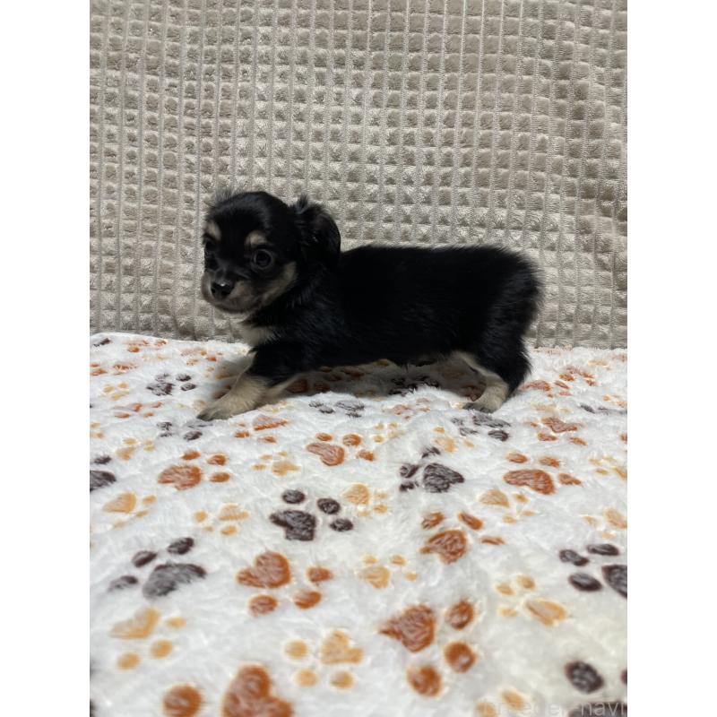 販売中の大阪府のチワックス:チワワ×ミニチュアダックスフンド-432113の3枚目