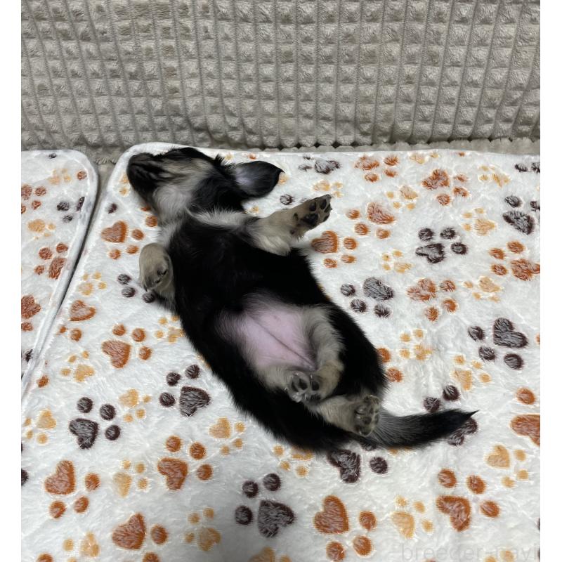 販売中の大阪府のチワックス:チワワ×ミニチュアダックスフンド-432113の2枚目