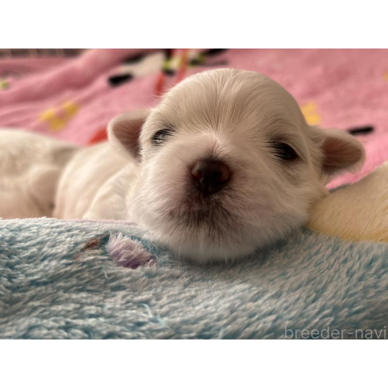 商談中の滋賀県のマルチーズ-430679の92枚目