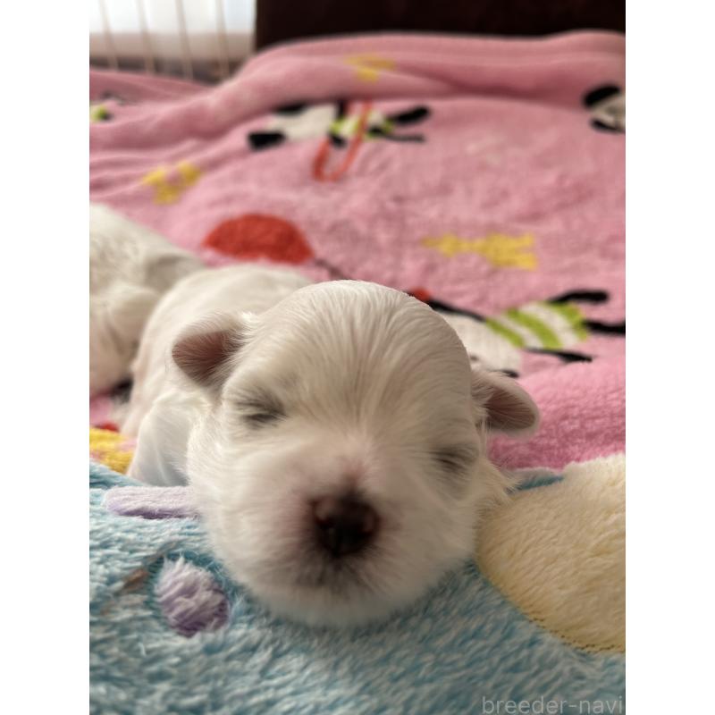 商談中の滋賀県のマルチーズ-430679の91枚目