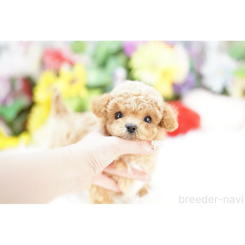 販売中の埼玉県のビションプー:ビションフリーゼ×トイプードル-432114の5枚目