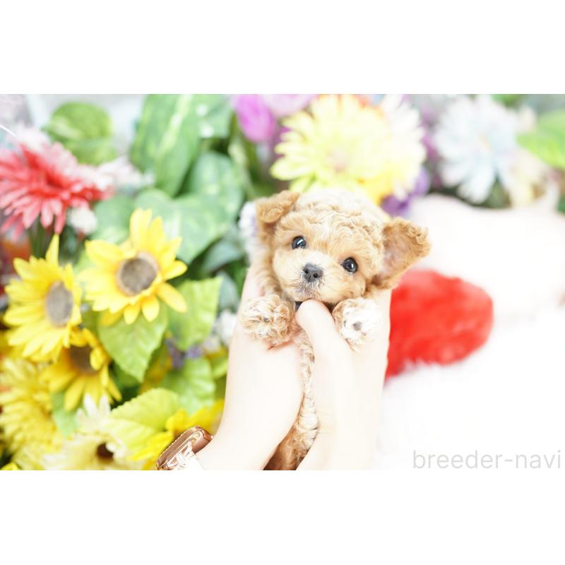 販売中の埼玉県のビションプー:ビションフリーゼ×トイプードル-432114の4枚目