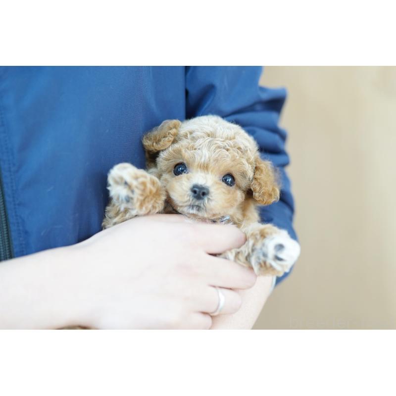 販売中の埼玉県のビションプー:ビションフリーゼ×トイプードル-432114の3枚目