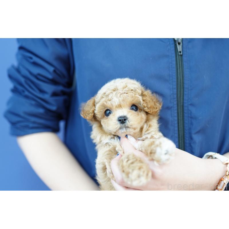 販売中の埼玉県のビションプー:ビションフリーゼ×トイプードル-432114の2枚目