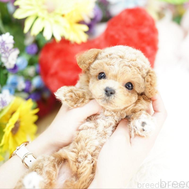 販売中の埼玉県のビションプー:ビションフリーゼ×トイプードル-432114