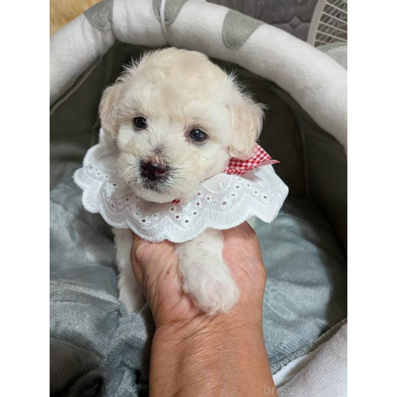 販売中の兵庫県のビションプー:ビションフリーゼ×トイプードル-432117