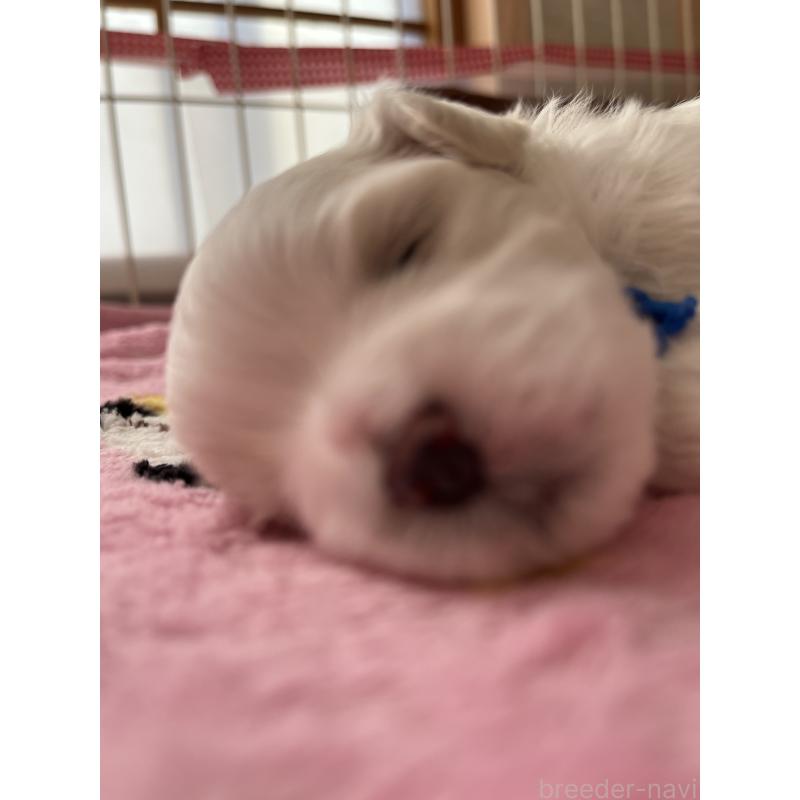 販売中の滋賀県のマルチーズ-430675の120枚目