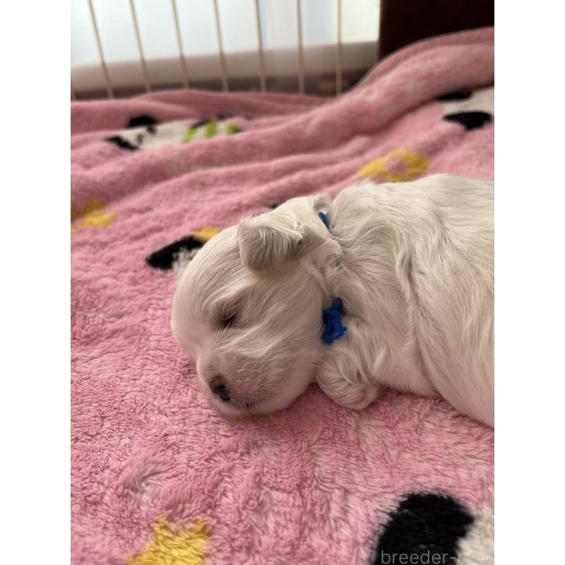 販売中の滋賀県のマルチーズ-430675の119枚目