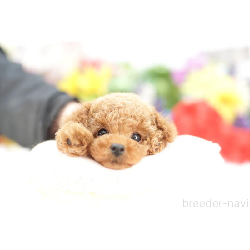 販売中の埼玉県のトイプードル-432118の6枚目