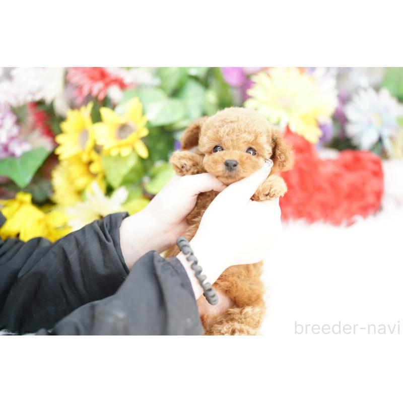 販売中の埼玉県のトイプードル-432118の5枚目