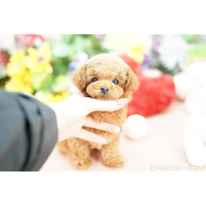 販売中の埼玉県のトイプードル-432118の4枚目