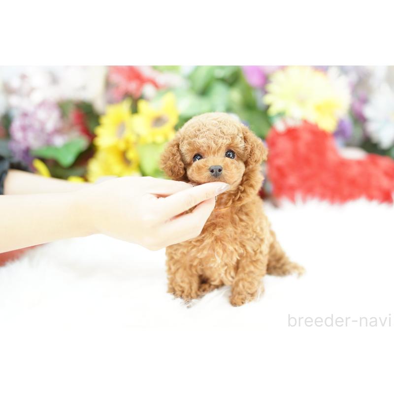 販売中の埼玉県のトイプードル-432118の3枚目