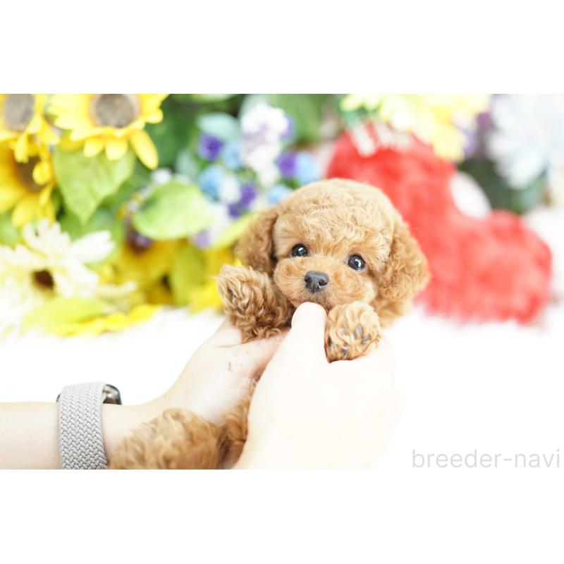 販売中の埼玉県のトイプードル-432118の2枚目