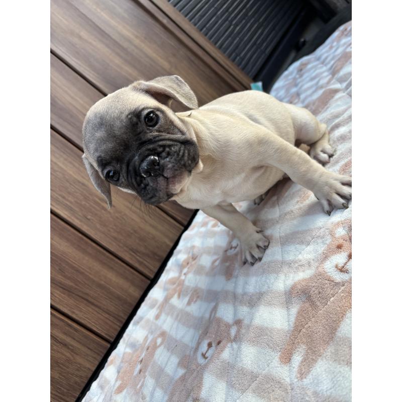 販売中の京都府のフレンチブルドッグ-422755の1枚目