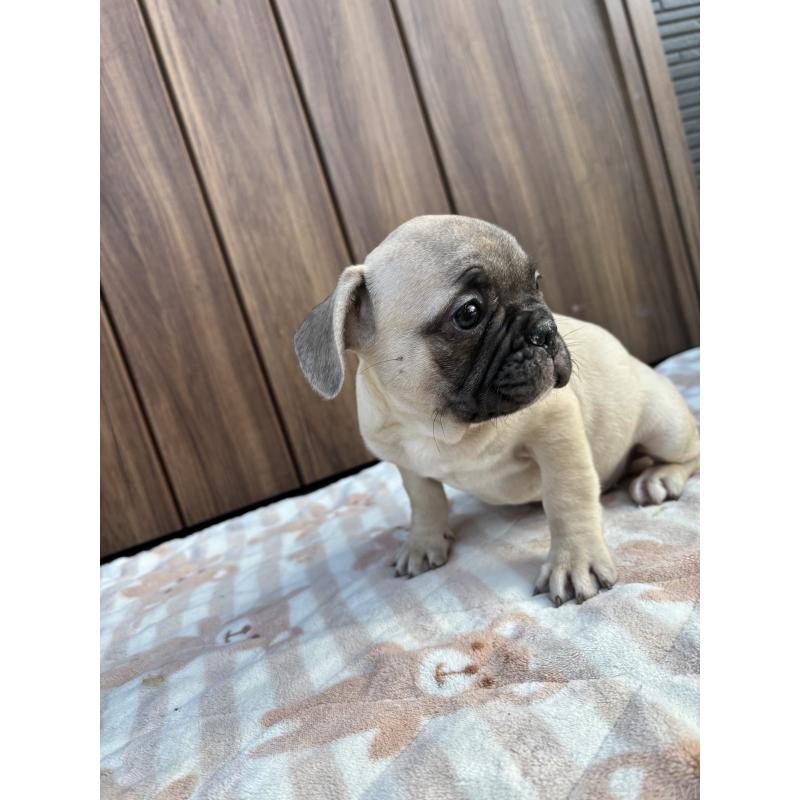 販売中の京都府のフレンチブルドッグ-422755の10枚目