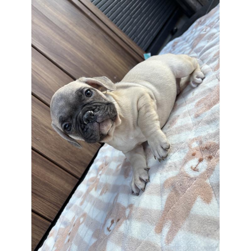 販売中の京都府のフレンチブルドッグ-422755の9枚目