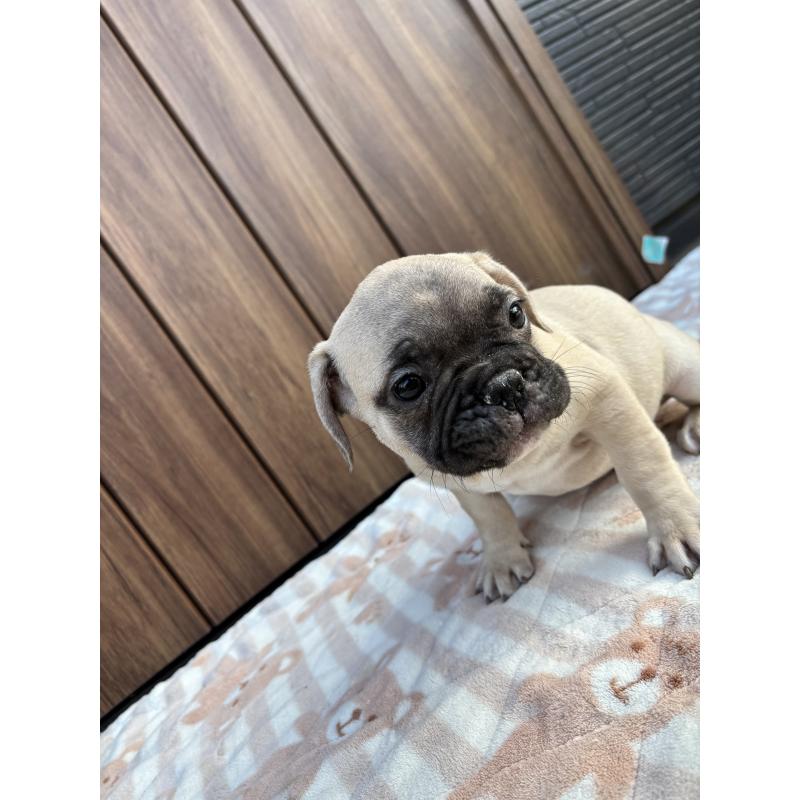 販売中の京都府のフレンチブルドッグ-422755の8枚目