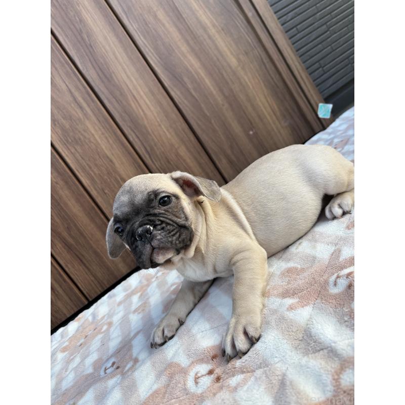 販売中の京都府のフレンチブルドッグ-422755の7枚目