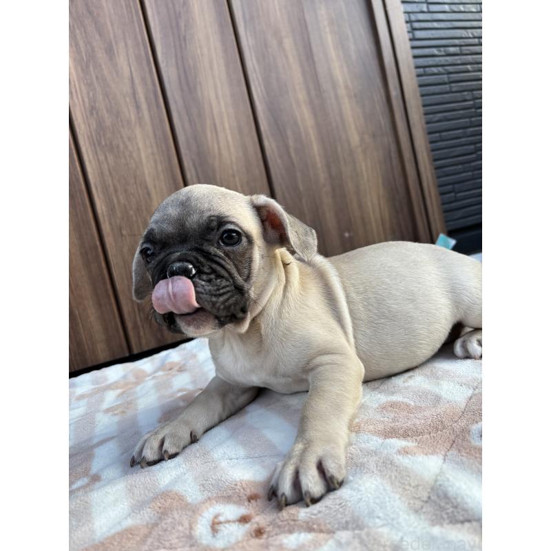 販売中の京都府のフレンチブルドッグ-422755の6枚目