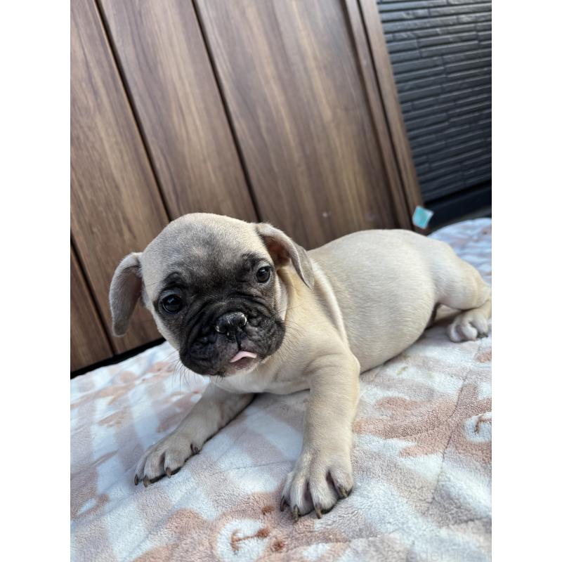 販売中の京都府のフレンチブルドッグ-422755の5枚目