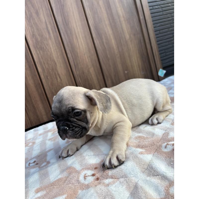 販売中の京都府のフレンチブルドッグ-422755の4枚目