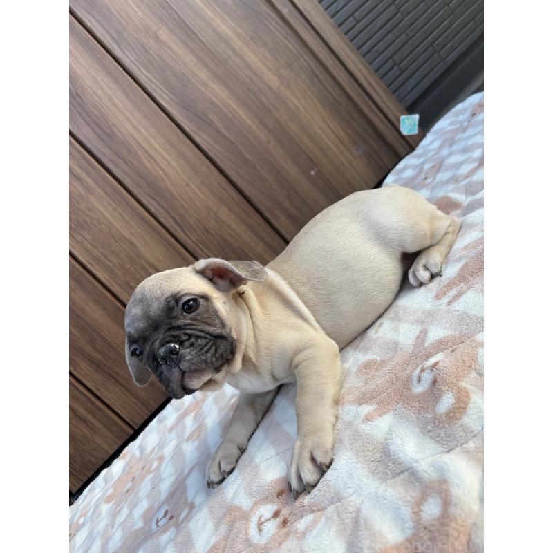 販売中の京都府のフレンチブルドッグ-422755の3枚目