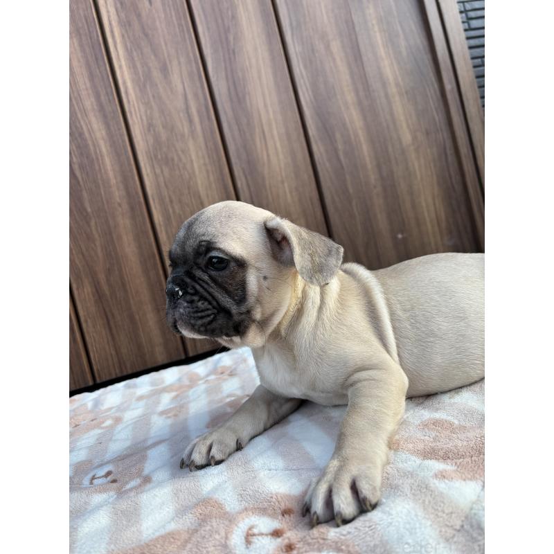 販売中の京都府のフレンチブルドッグ-422755の2枚目