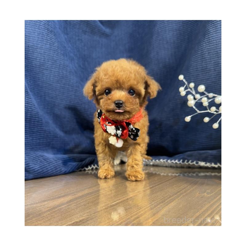 販売中の茨城県のトイプードル-432119の5枚目