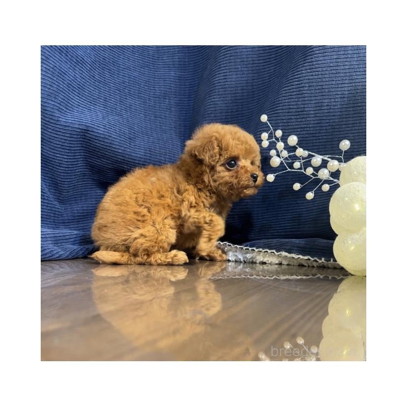 販売中の茨城県のトイプードル-432119の4枚目