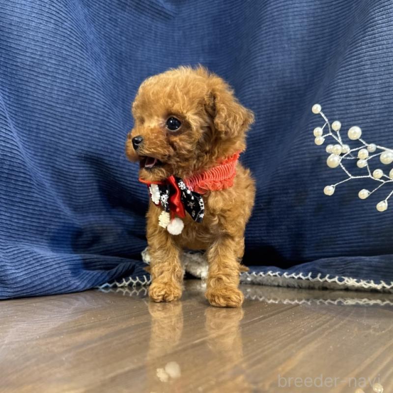 販売中の茨城県のトイプードル-432119の3枚目