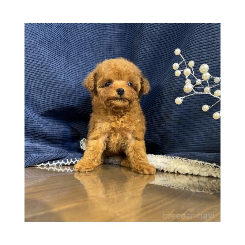 販売中の茨城県のトイプードル-432119の2枚目