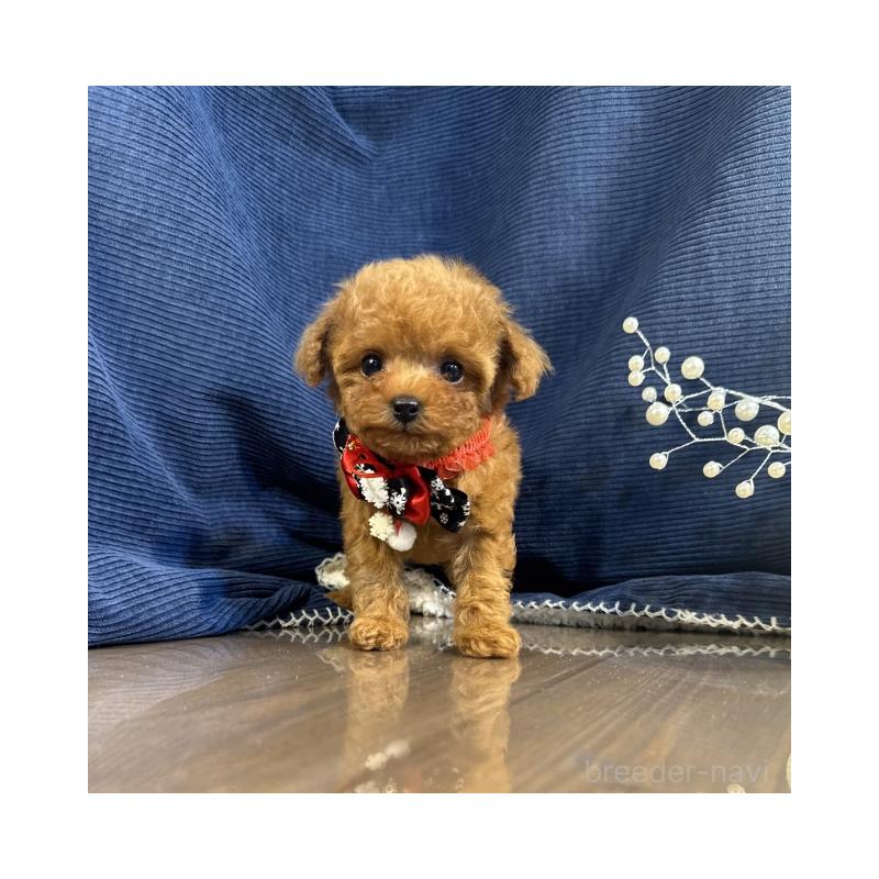 販売中の茨城県のトイプードル-432119の1枚目