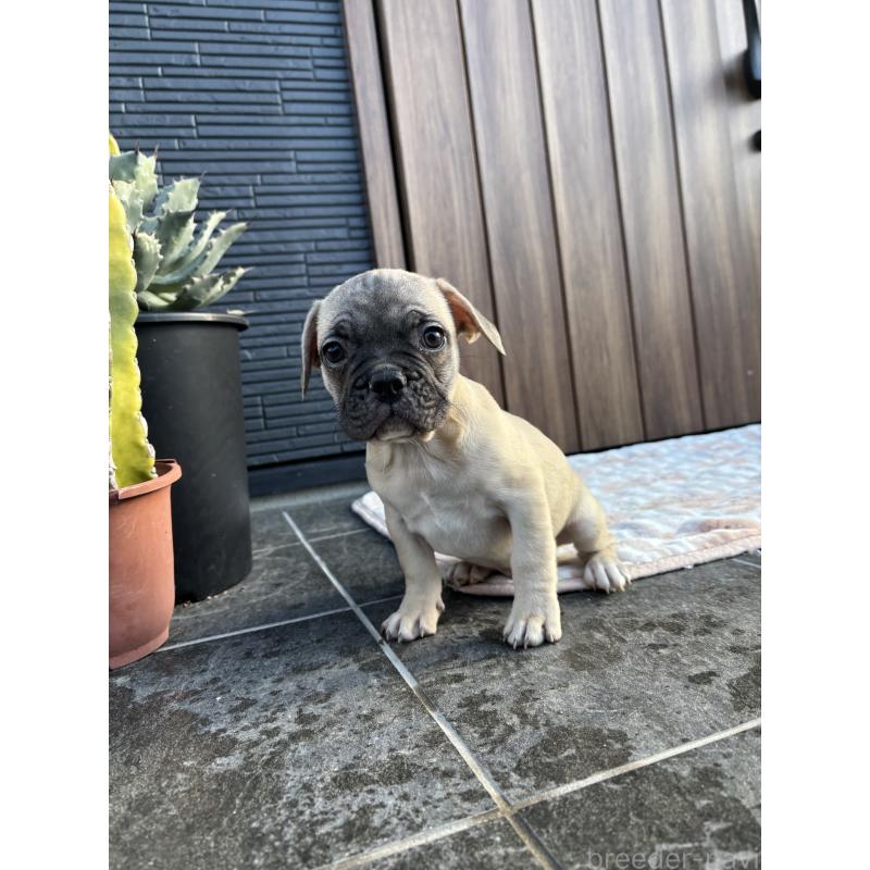 販売中の京都府のフレンチブルドッグ-422756の10枚目