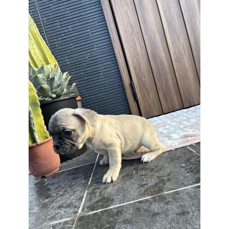 販売中の京都府のフレンチブルドッグ-422756の9枚目