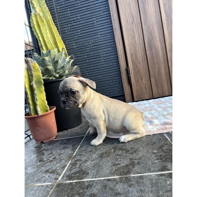 販売中の京都府のフレンチブルドッグ-422756の8枚目