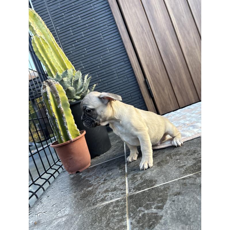 販売中の京都府のフレンチブルドッグ-422756の7枚目