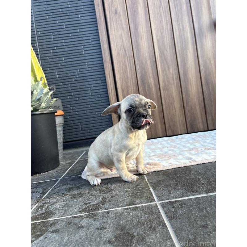 販売中の京都府のフレンチブルドッグ-422756の6枚目