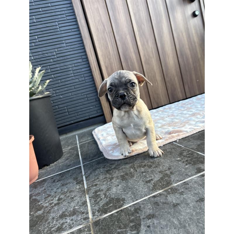 販売中の京都府のフレンチブルドッグ-422756の5枚目