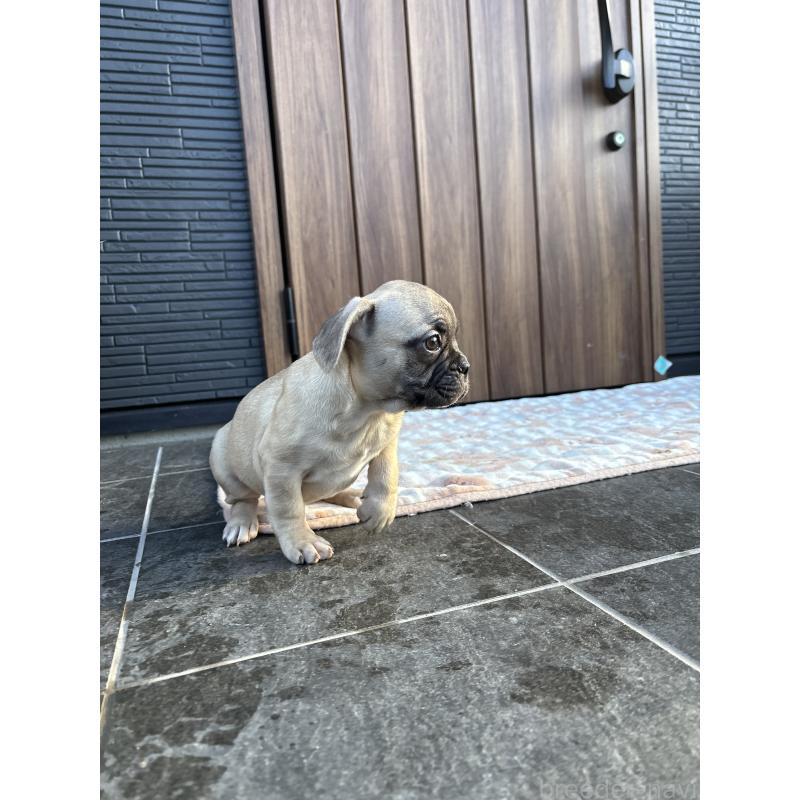 販売中の京都府のフレンチブルドッグ-422756の4枚目