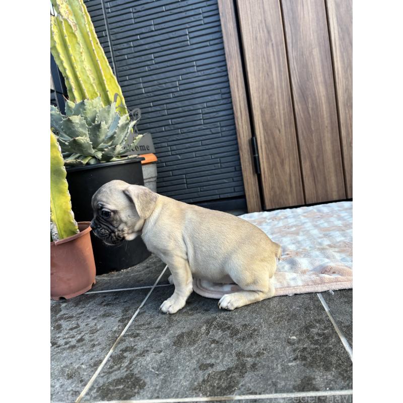 販売中の京都府のフレンチブルドッグ-422756の3枚目