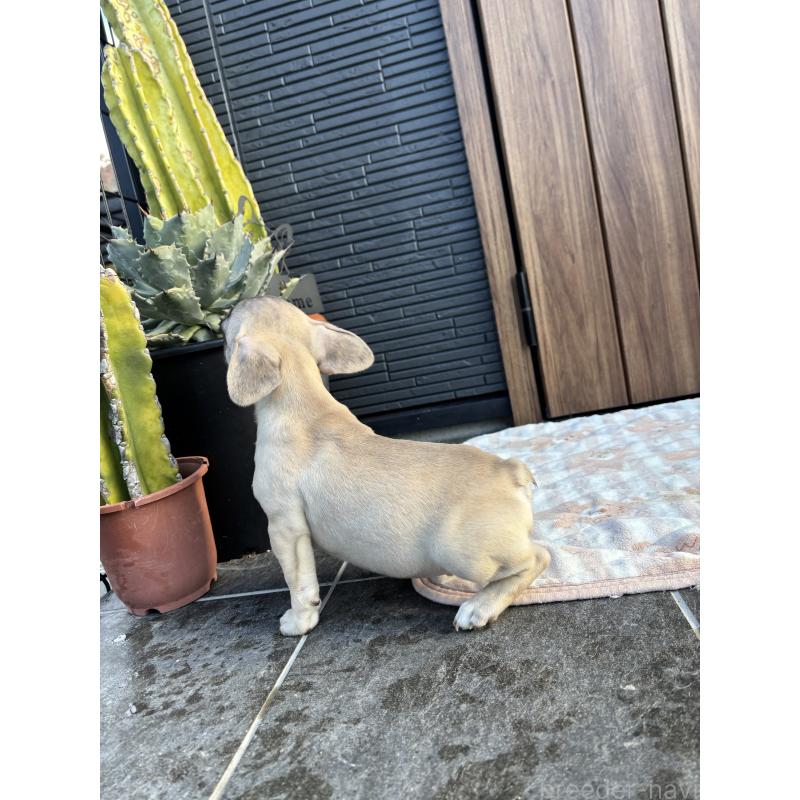 販売中の京都府のフレンチブルドッグ-422756の2枚目