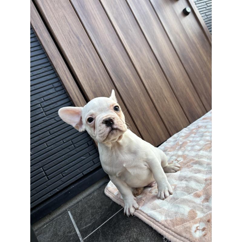 販売中の京都府のフレンチブルドッグ-422757